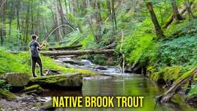 Fly Fishing For BIG Native Brook Trout! (Creek Fishing)