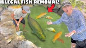 ILLEGAL FISH Invaded My POND & ATE The FISH!