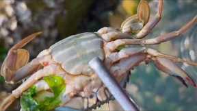 Fisherman catches crabs, conchs and clams. Coastal foraging. Catching seafood. Catch the sea.