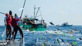 Fast Commercial Classic Tuna Fishing Videos. Line Fishing Catching Too Many Fish Tuna on The Sea