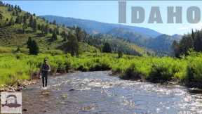 Mid Summer Madness | Cutthroat Trout in Bear Country | Fly Fishing Idaho