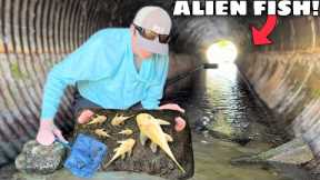 NETTING ALBINO ALIEN FISH BABIES in HIDDEN TUNNEL!