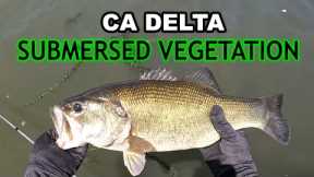 Late Summer Bass Fishing | CA Delta Bass Fishing