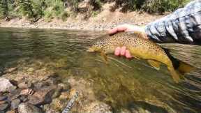 Summertime Brown Trout