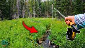 Fly Fishing the SMALLEST CREEK that would hold trout (BIG Surprise Catch)