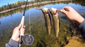Fall Is Here! Fly Fishing for Cutthroat and Tiger Trout!! (Catch & Cook)