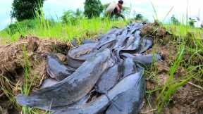 BEST TOP HAND FISHING - catching many catfish in mud under grass at special place by hand