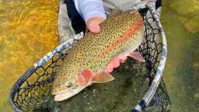 BRUISER BROWN TROUT & MONSTER RAINBOWS (Fly Fishing)