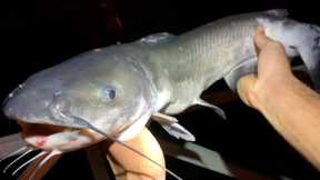 【Catch And Cook】I Heard You Catch BIG Catfish With Liver
