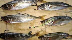 LIVE Bait / Dead Baits for Fishing - How to use them and when to use them