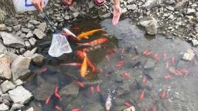Wow so lucky! Catch KOIs and colorful fish with bare hands in the water hole