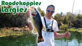 Catching Big Spawning Bass At Roodekoppies Dam (South Africa)