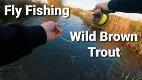 Fly Fishing for Wild Brown trout wet fly- Beginner Fly fishing