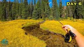 Fly Fishing a Tiny Creek LOADED With Rare Trout!