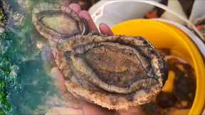 Fisherman catches abalone and shellfish on the beach. Coastal foraging. Catching seafood.