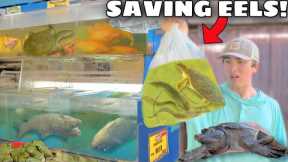 SAVING LIVE TURTLES and EELS From FOREIGN FOOD MARKET!