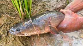 Snakehead Fish Hole Catching-My Village Countryside Fishing Technique-Catch n Cook#1