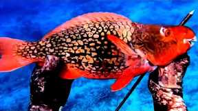 Parrot Fish Cooking on HOT ROCKS!! Delicious Seafood Spear Catch and Cook #fish #fishing