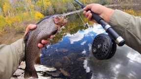 Fly Fishing for BIG Cutthroat Trout!