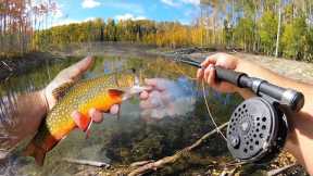 Fly Fishing for Fall-time Brook Trout and Rainbows! (Catch & Cook)