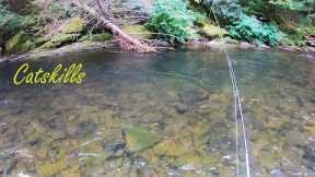 Fly Fishing the CATSKILLS (East Branch Delaware & Willowemoc)