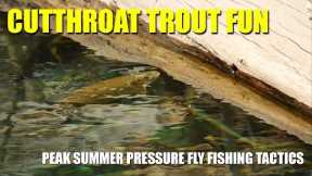 Cutthroat Trout Fun - at Peak Summer Pressure Fly Fishing Tactics