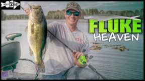 Tips for Fluke Fishing Bass on Grass Flats