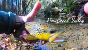 Fall Trout Fishing in the Pine Creek Valley (PA)