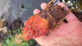 Fisherman catches sea ​​anemone, crab and shellfish on the beach. Catching seafood.