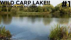 FISHING FOR HUGE CARP IN A PUBLIC LAKE (carp fishing)