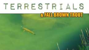 Terrestrials & Fall Brown Trout - Fly Fishing Brown Trout with Big Foam Dry Flies
