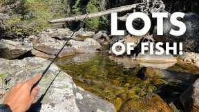 Mountain Creek Fishing Doesn't Get Much Better Than This (Tenkara Fly Fishing)