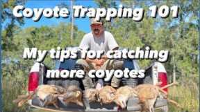 Coyote Trapping 101 How to Catch Coyotes!