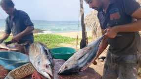 Amazing Giant Big Tuna Fish Cutting Live In Skill | Sola Fish Cutting Skills | In Fish Market