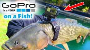 GoPro on a Fish!!!  POV Underwater Footage