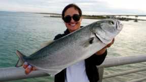Fish on Every Cast! Bluefish Catch Clean Cook!