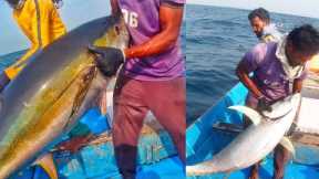 Giant tuna hunted by fishermen in the deep sea