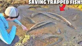 Saving Fish TRAPPED in MUD!
