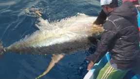 How to Handline Fishing tuna - Fishermen Catching Giant Tuna on The Sea