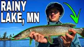 Rainy Lake Northern Pike Fishing ! (Minnesota)