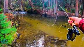 Fly Fishing an AMAZING Creek For Trout!! (Brook Trout)