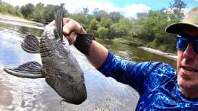 CATCHING Gnarly PREHISTORIC Fish By HAND (PLECO Catch Clean & Cook)