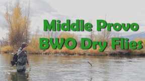 Middle Provo - Nonstop BWO Dry Fly Fishing