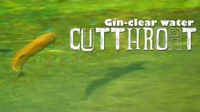 Cutthroat Trout in Gin-Clear Water. Fly Fishing Cutthroat Trout in Southern Alberta, Canada