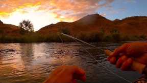 Is this Fly Fishing Heaven??  Hammering Big Rainbows & Browns on Hoppers and PMDs!