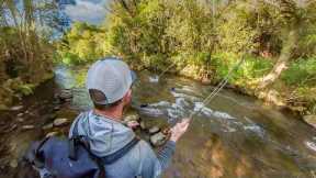 Epic Dry Fly Fishing for Brown Trout on a Small Stream