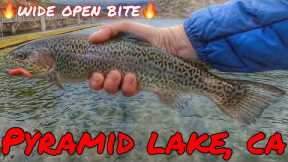 1HR FISHING IN THE RAIN = WIDE OPEN TROUT BITE@PYRAMID LAKE CA | FALL 2022/23 SEASON | #socalfishing