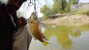 Easy Tilapia Hunting Bait || Tilapia Fish Hunting Rice Polish Powder And Shikar