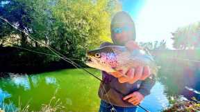 Urban Fly Fishing for BEAUTIFUL TROUT