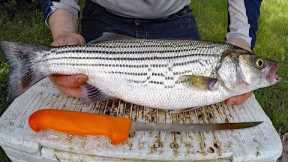 Catch and Cook Striped Bass - Catching, cleaning and cooking Striper